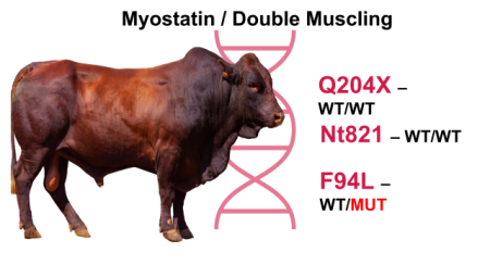 Myostatin